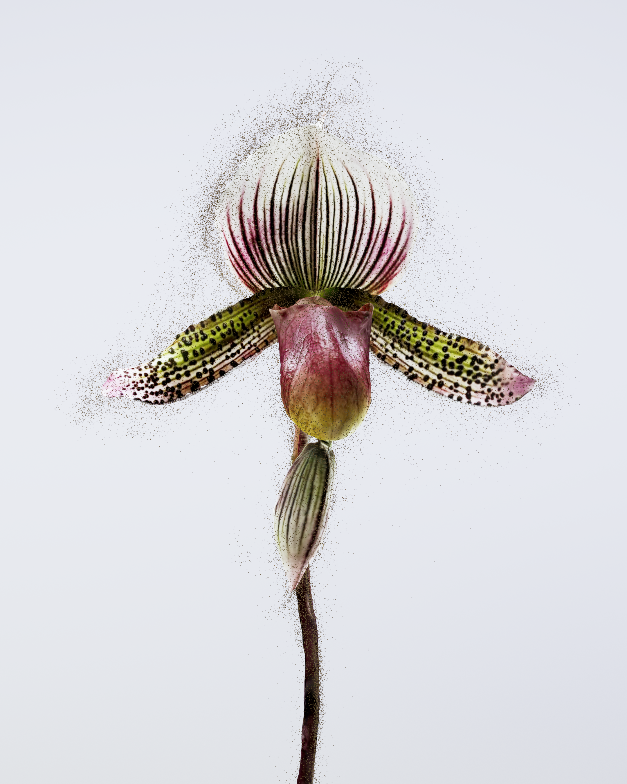 Stoneflower_4K_render_06_B